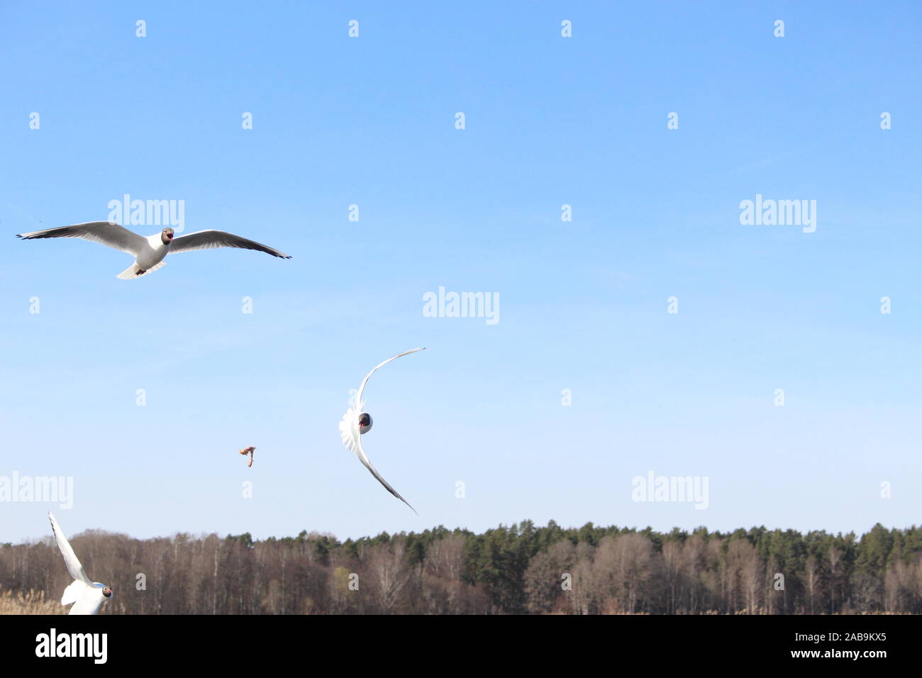Seagull a caccia di un pezzo di pollo a volare a Oset Örebro Foto Stock
