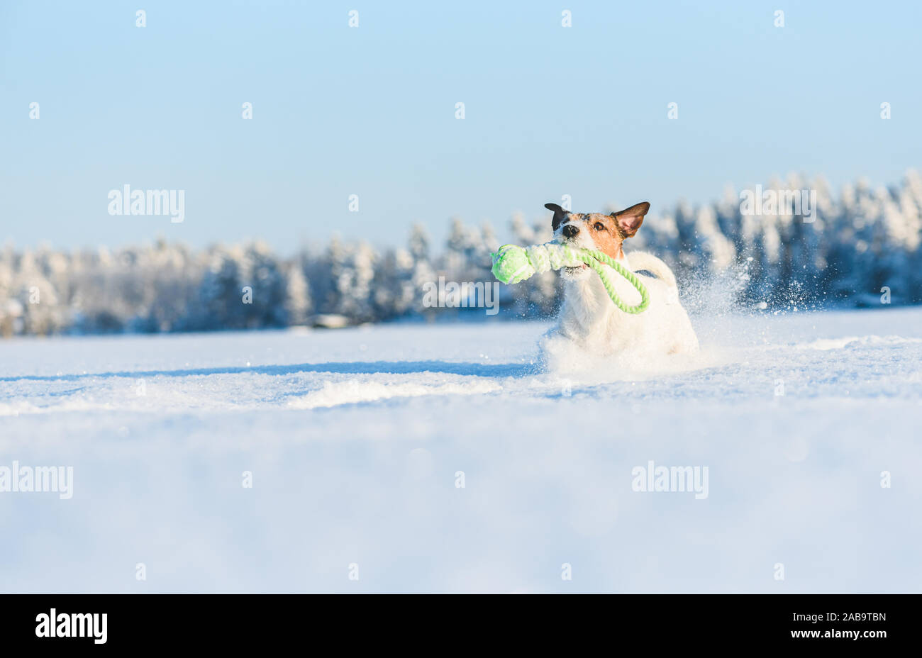 Felice contenti recupera cane giocattolo estrattore in esecuzione attraverso la neve Foto Stock