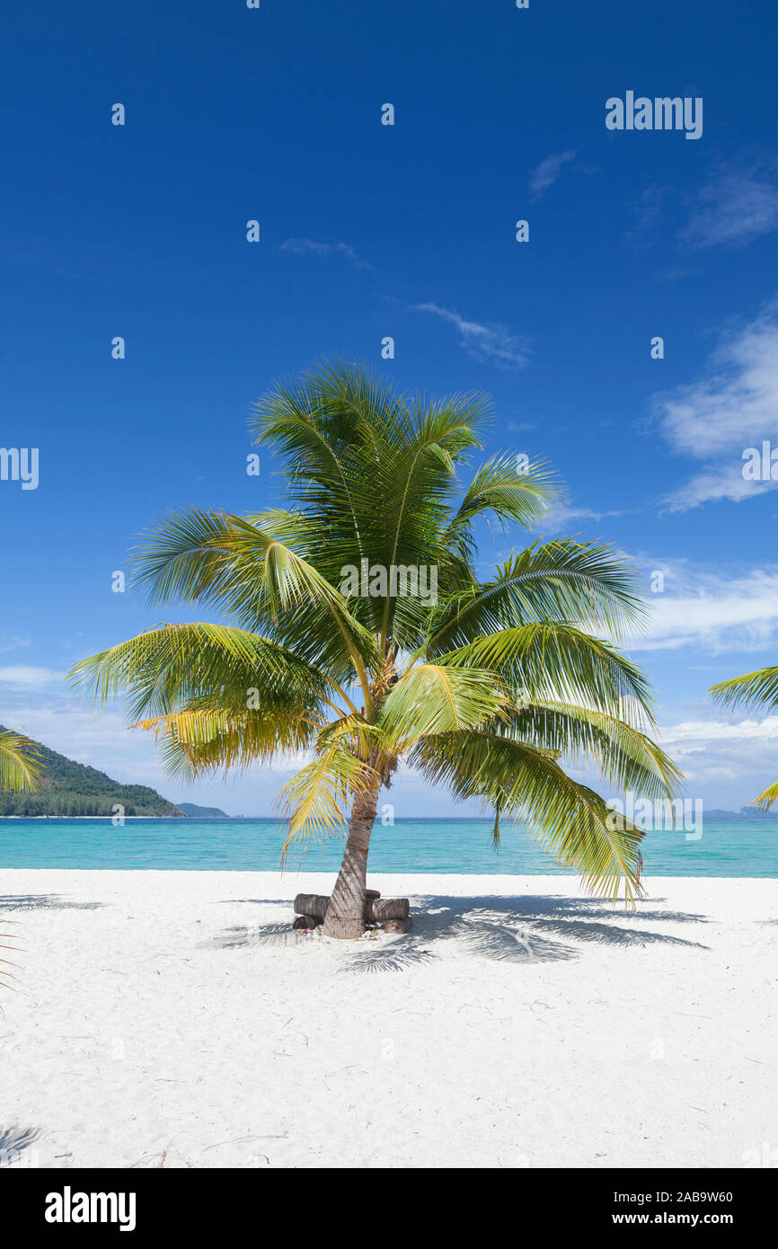Palm tree su una spiaggia, Thailandia Foto Stock