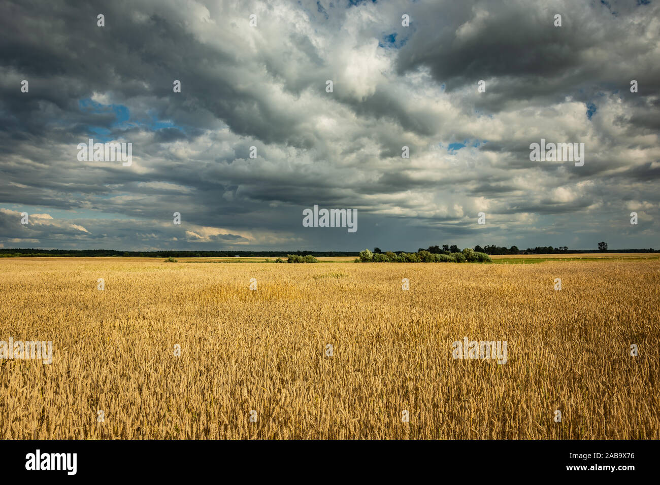 Ampio campo di grano e grigio-bianco delle nuvole nel cielo, Polonia orientale. Foto Stock