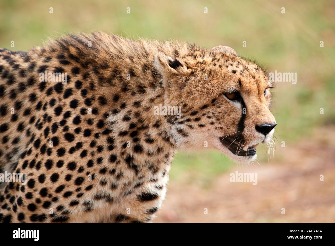 Ghepardo ritratto {Acinonyx jubatus} Masai Mara riserva nazionale del Kenya. Foto Stock