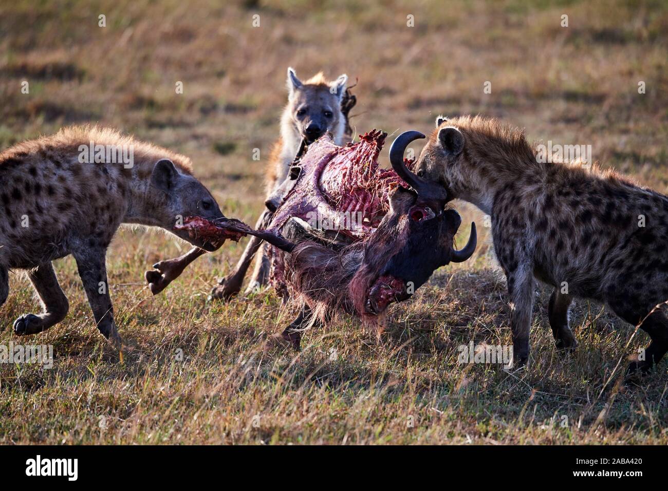 Spotted hyena (Crocuta crocuta) alimentazione su GNU carcassa. Masai Mara riserva nazionale del Kenya. Foto Stock