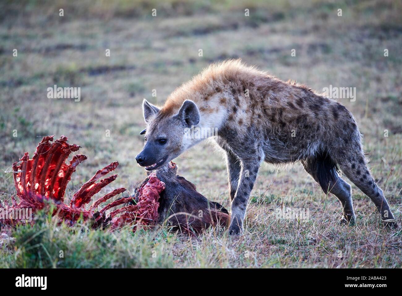 Spotted hyena (Crocuta crocuta) alimentazione su GNU carcassa. Masai Mara riserva nazionale del Kenya. Foto Stock