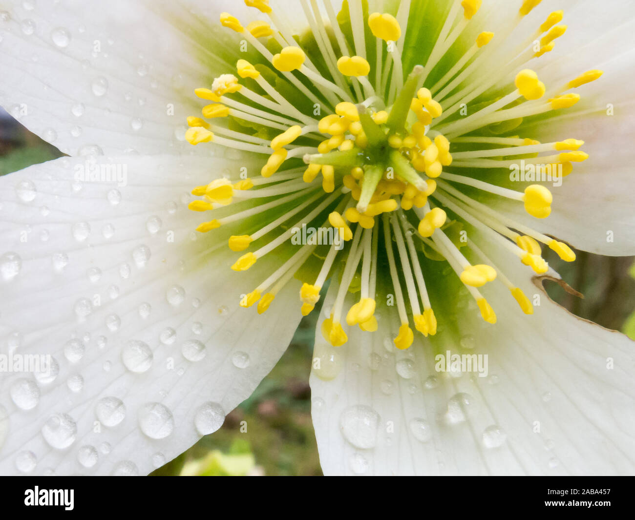 Close-up di fiori di cuore con stami e petali di Helleborus niger chiamato anche rosa di natale Foto Stock