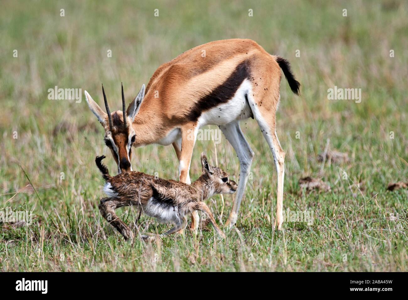 Thomson gazelle (Eudorcas thomsoni) madre incoraggia il neonato per  prendere i suoi primi passi. Masai Mara riserva nazionale del Kenya Foto  stock - Alamy