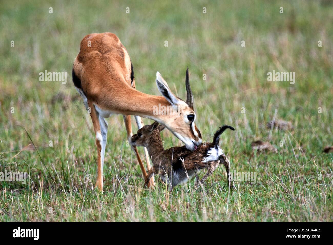 Mother and baby thomsons gazelle immagini e fotografie stock ad alta  risoluzione - Alamy