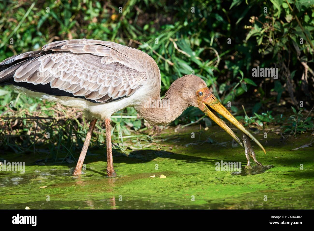 Giallo-fatturati stork capretti (Mycteria ibis) cattura una rana. Masai Mara riserva nazionale del Kenya. Foto Stock