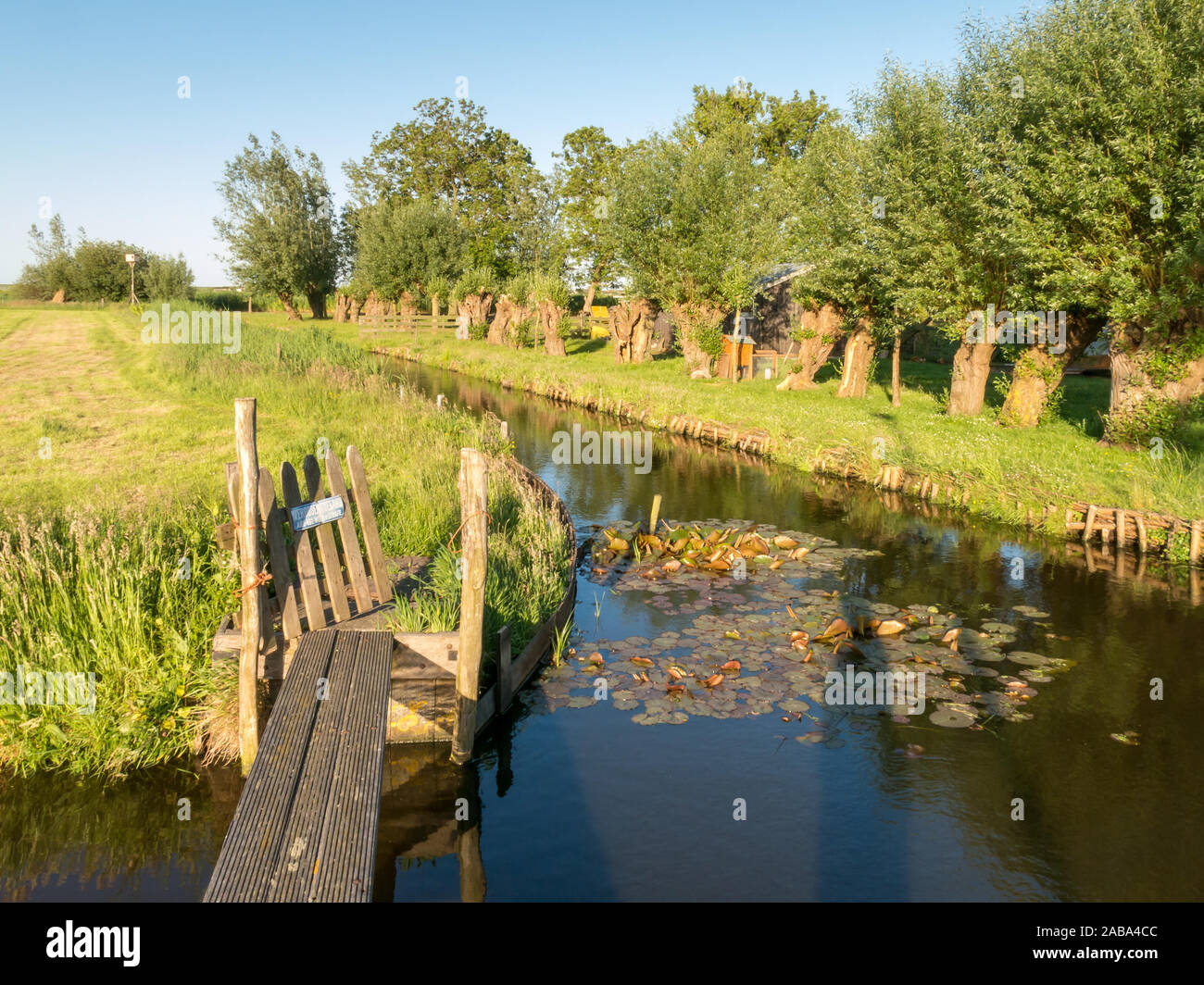 Fossa con fila di pollard salici e prati in Waterland polder Durgerdam vicino a Amsterdam, Paesi Bassi Foto Stock