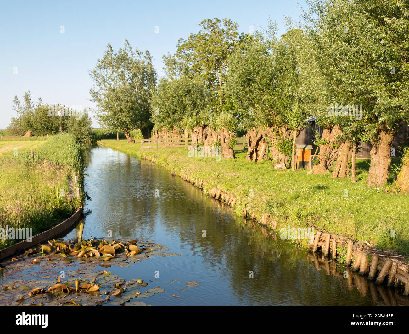 Fossa con fila di pollard salici e prati in Waterland polder Durgerdam vicino a Amsterdam, Paesi Bassi Foto Stock