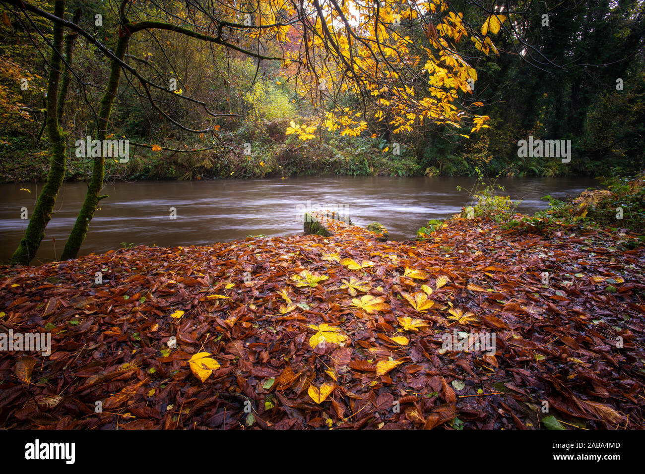 Fiume Cusher corre attraverso il bosco in autunno in Tandragee Co. Armagh Foto Stock