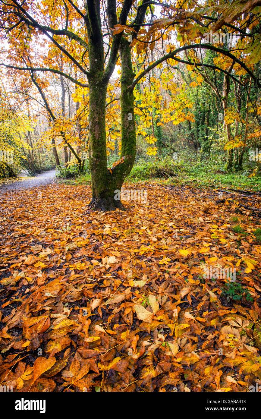 Fiume Cusher corre attraverso il bosco in autunno in Tandragee Co. Armagh Foto Stock