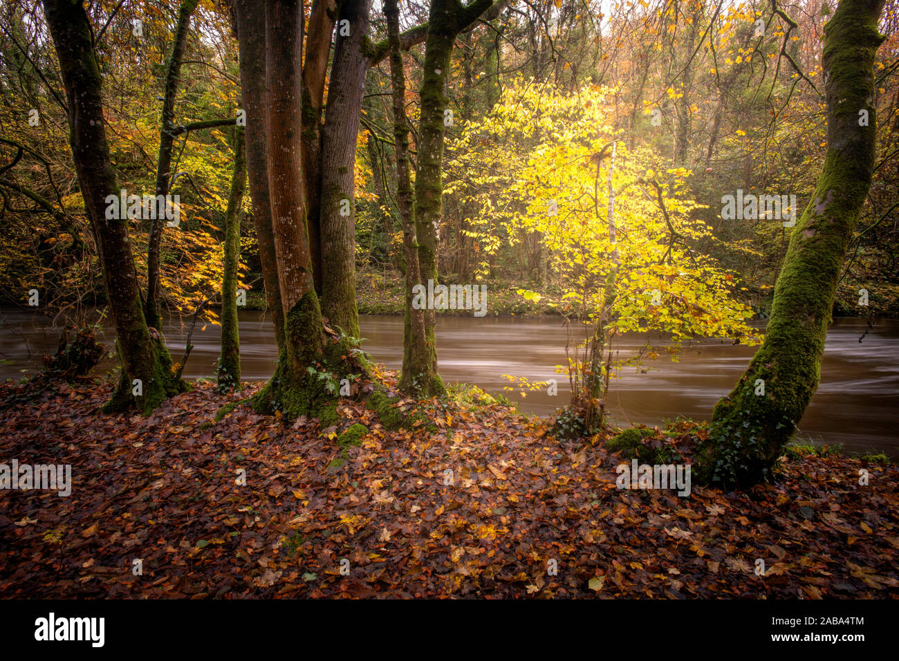 Fiume Cusher corre attraverso il bosco in autunno in Tandragee Co. Armagh Foto Stock