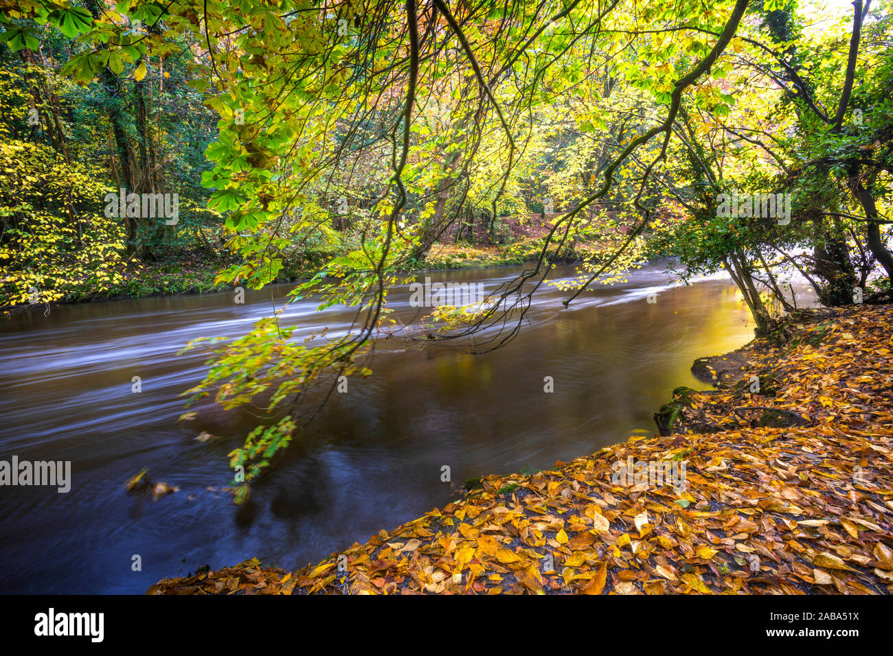 Fiume Cusher corre attraverso il bosco in autunno in Tandragee Co. Armagh Foto Stock