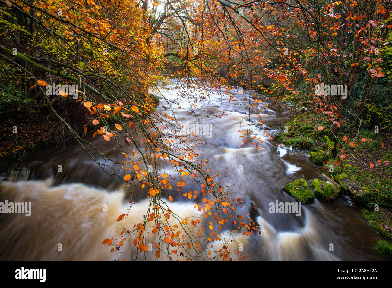 Fiume Cusher corre attraverso il bosco in autunno in Tandragee Co. Armagh Foto Stock