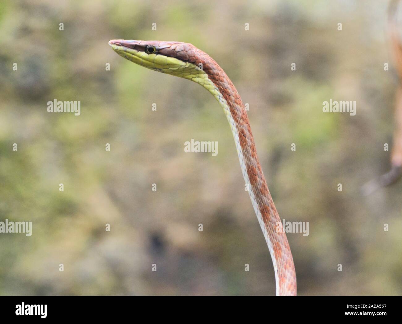 Cope vine snake (oxybelis brevirostris), Ecuador. Foto Stock