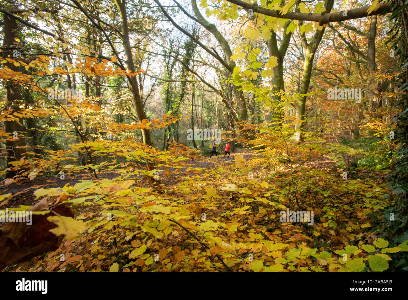 Foglie di autunno e la luce del sole a Barnet's Demesne Belfast Foto Stock