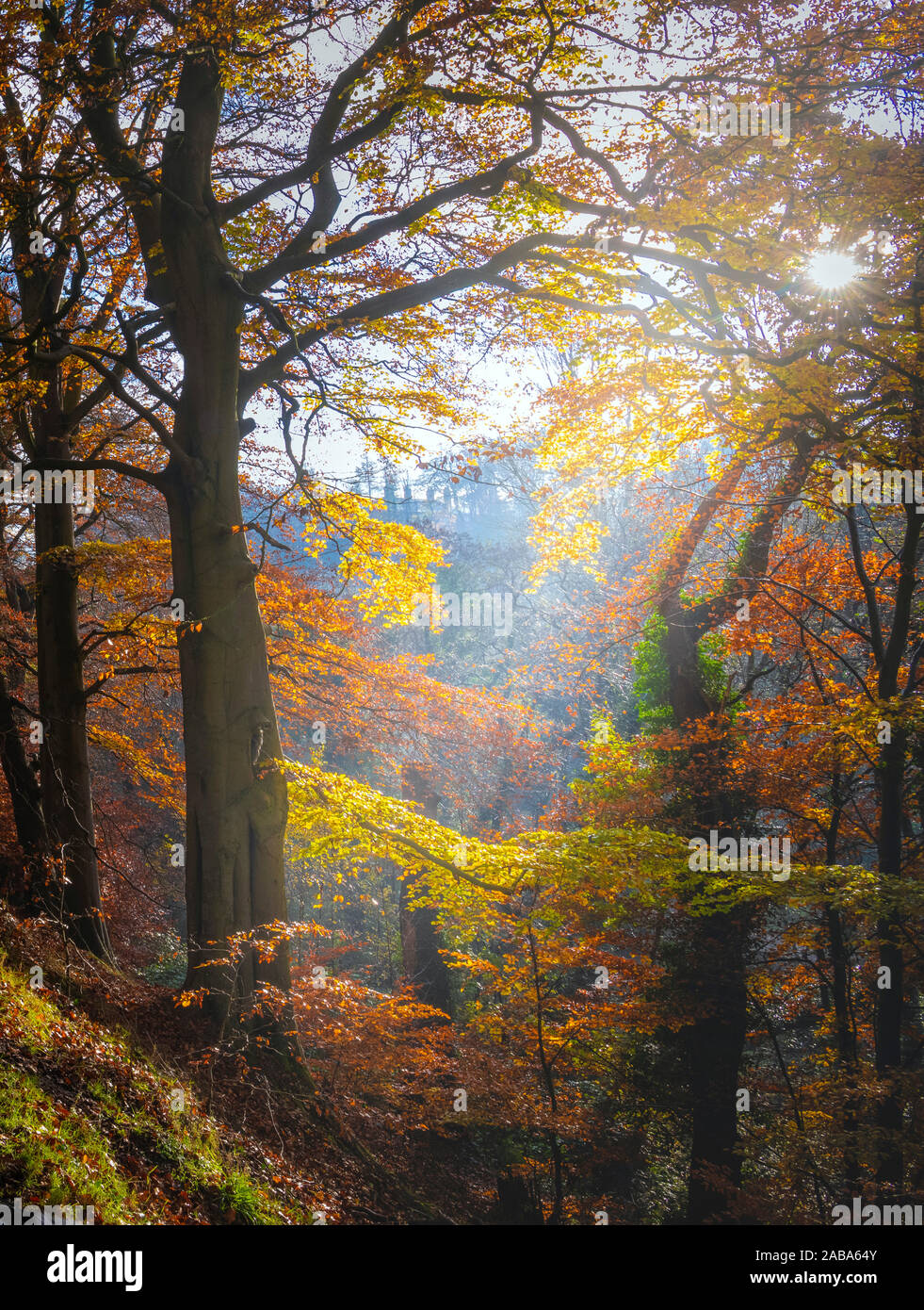 Foglie di autunno e la luce del sole a Barnet's Demesne Belfast Foto Stock