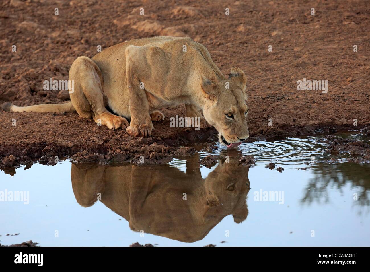 Leonessa (Panthera leo), Adulto, bevendo al waterhole, Tswalu Game Reserve, il Kalahari, Capo Nord, Sud Africa Foto Stock