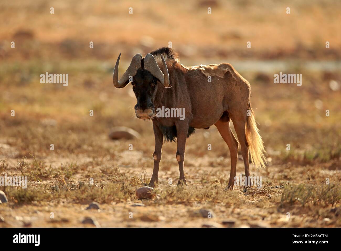 White-tailed gnu (Connochaetes gnou), Adulto, vigili, Mountain Zebra National Park, Capo orientale, Sud Africa Foto Stock