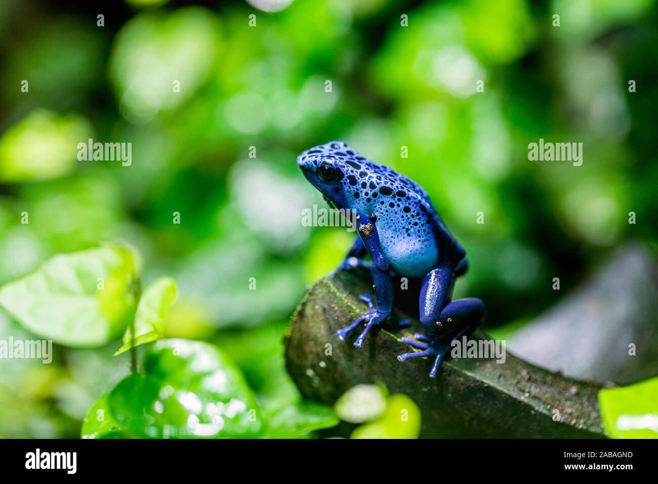Blue Frog veleno; Dendrobates tinctorius azureus; Lo Zoo di Chester, Regno Unito Foto Stock