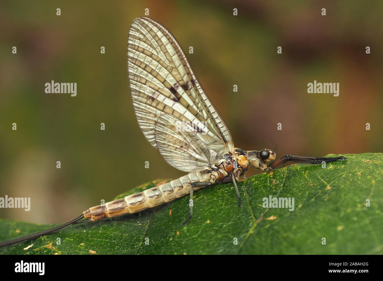 Ephemera danica mayfly sub-imago appollaiato sulla foglia di quercia. Tipperary, Irlanda Foto Stock