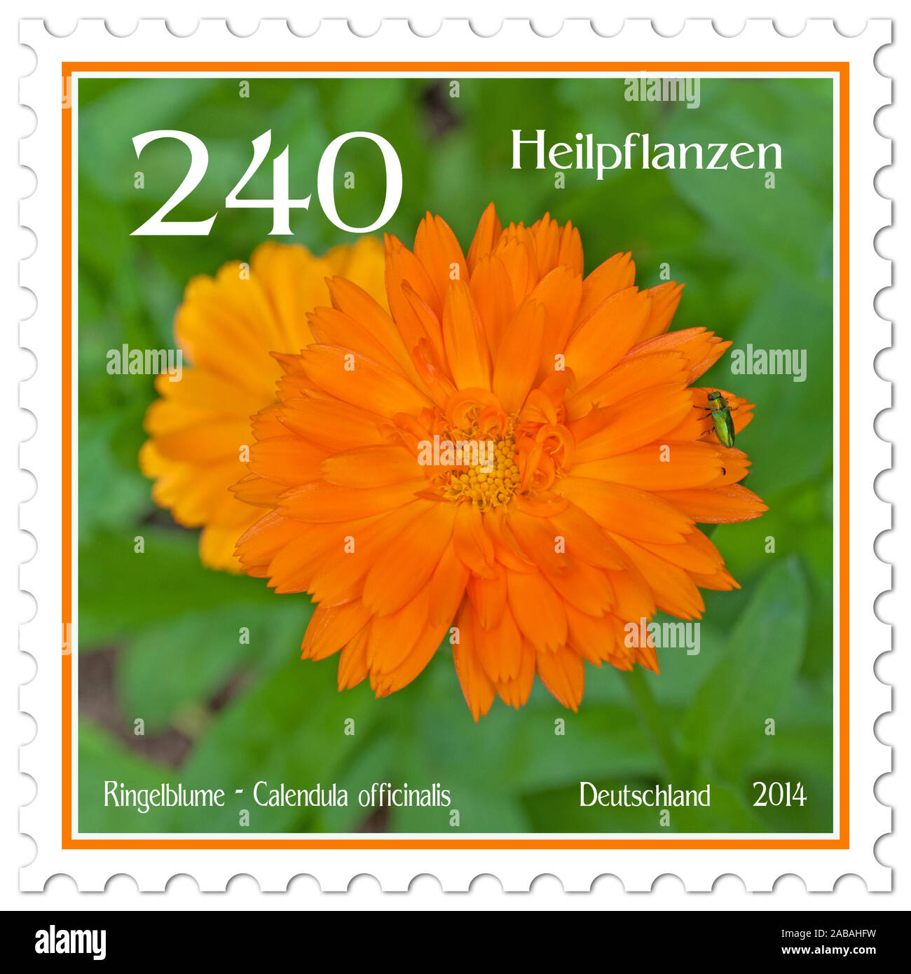 Francobollo con l immagine della calendula, calendula officinalis Foto Stock