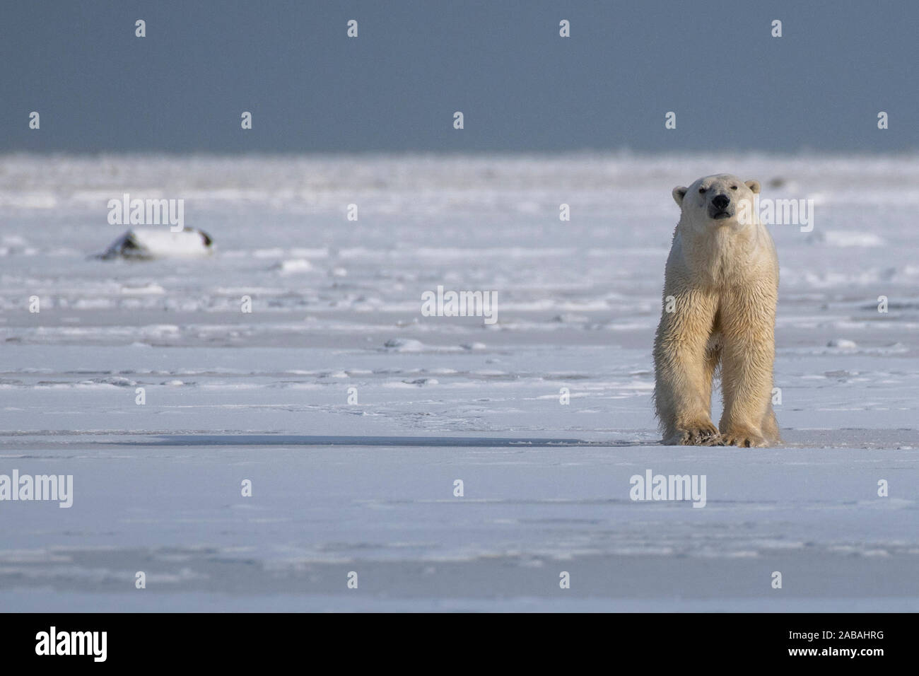Orso polare (Ursus maritimus) sulle rive della Baia di Hudson, Manitoba come il ghiaccio si blocca Foto Stock
