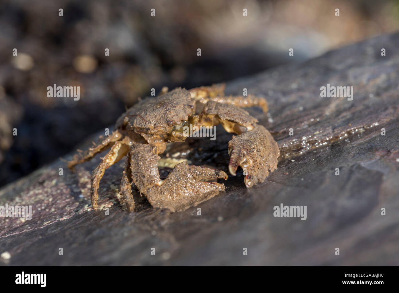 Ampia artigliato porcellana; Granchio Porcellana platycheles; Regno Unito Foto Stock