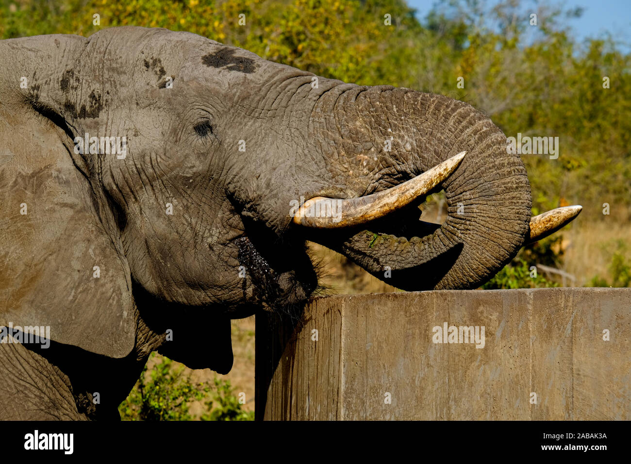 Close-up di un maschio dell' elefante africano bull acqua potabile Foto Stock