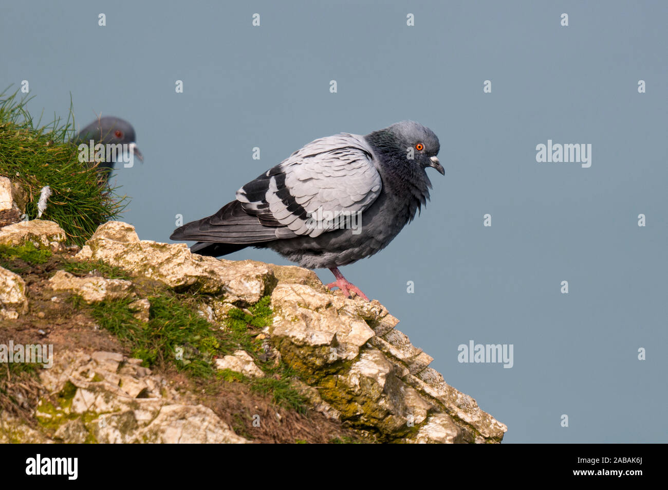 Piccioni selvatici (Columba livia), Adulto arroccato sulla scogliera e guarda al mare a RSPB Bempton Cliffs, East Yorkshire. Marzo. Foto Stock
