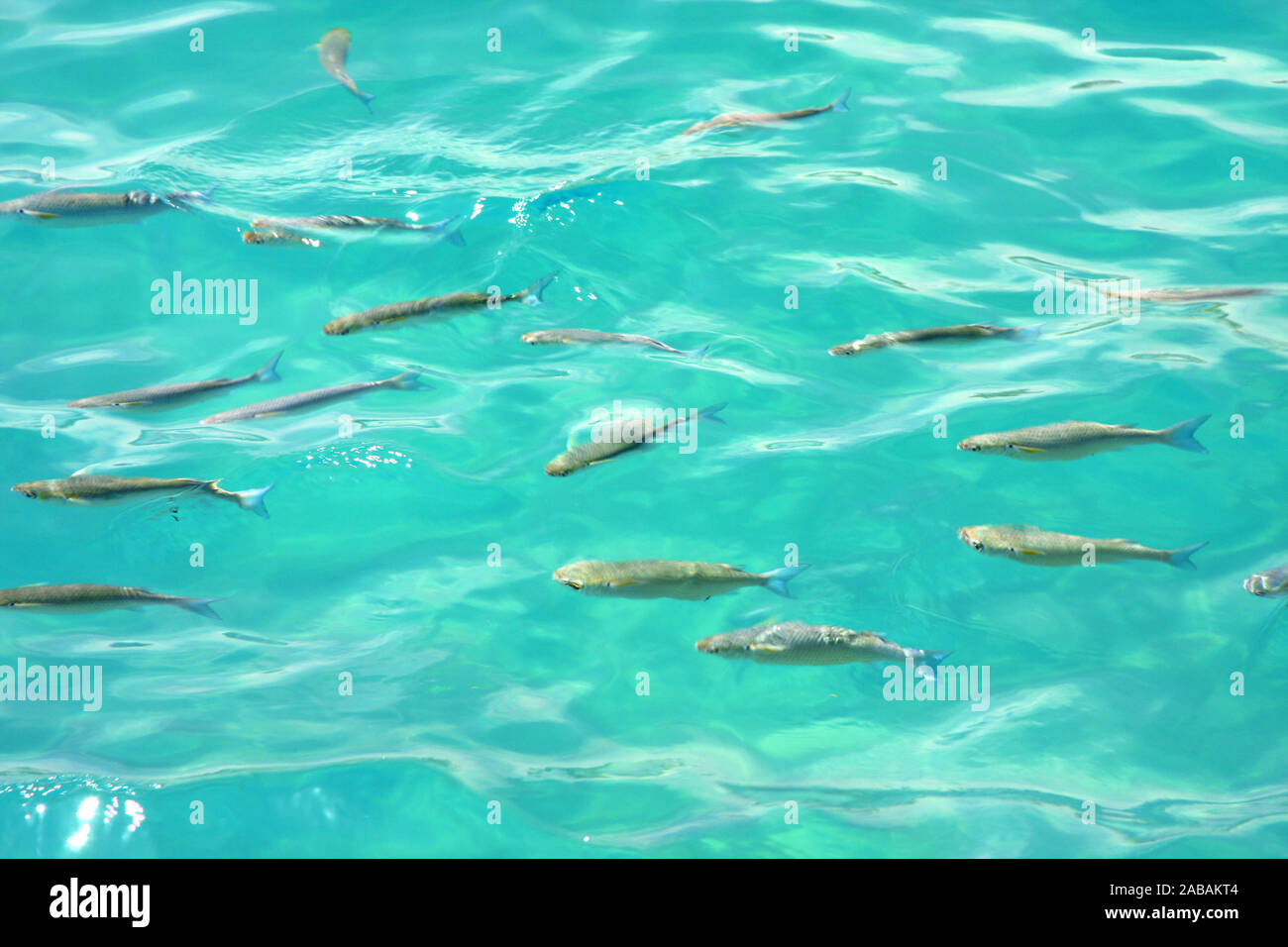 Una fotografia di un sciame di pesci in mare Foto Stock