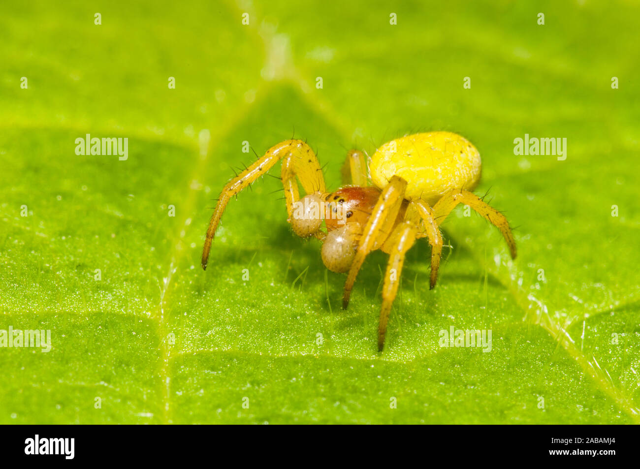 Cetriolo comune spider (Araniella cucurbitina), sub-maschio adulto, seduta su una foglia di ortica in un giardino in Thirsk, North Yorkshire. Aprile. Foto Stock