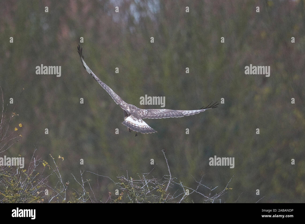 Rough-zampe Poiana (Buteo lagopus) Foto Stock