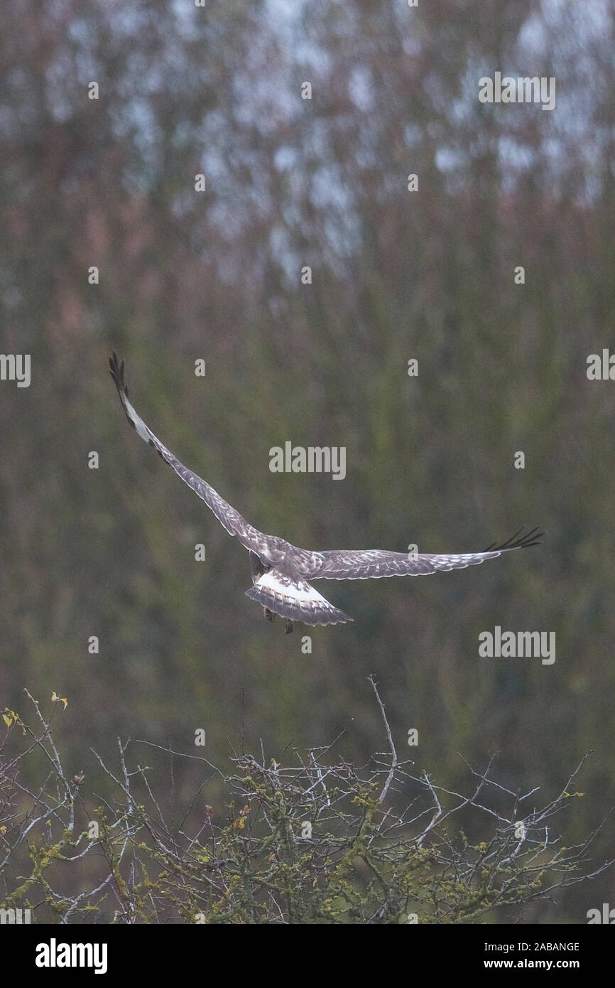 Rough-zampe Poiana (Buteo lagopus) Foto Stock