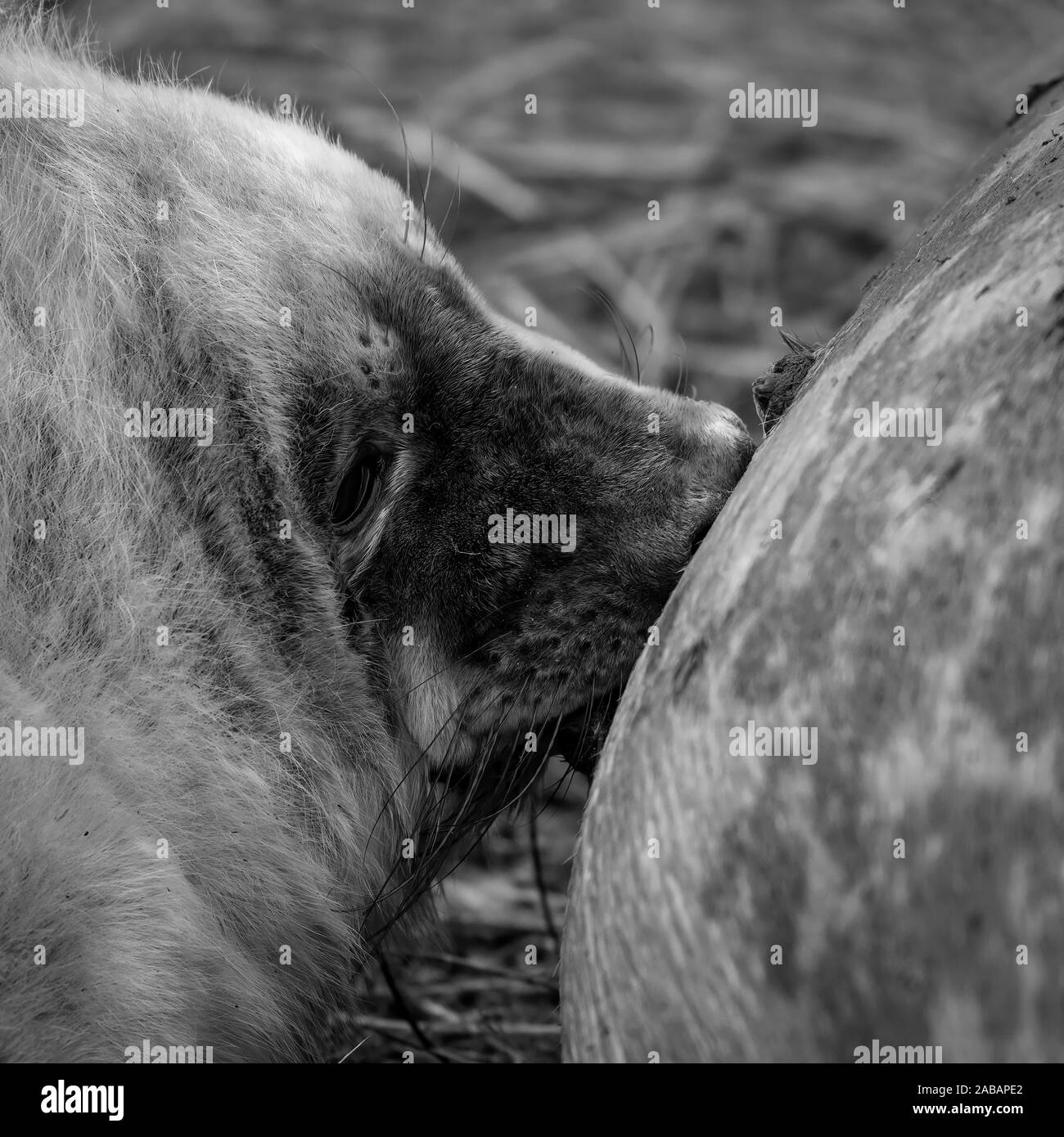 Neonato guarnizione grigio pup madre di allattamento (Halichoerus grypus) Foto Stock