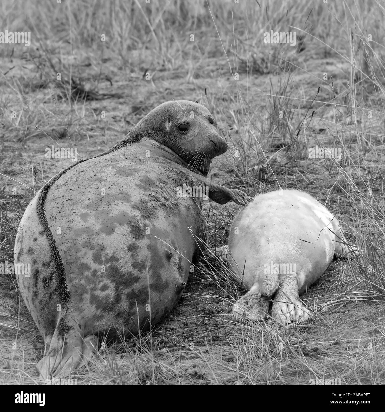 Madre e neonato pup le foche grigie (Halichoerus grypus) Foto Stock