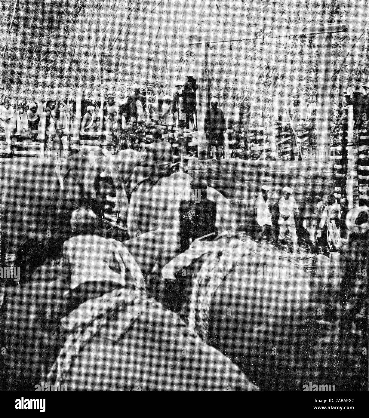 Fotografia di mezzitoni di teh Principe di Galles la visione di una lotta organizzata tra gli elefanti (Elephas maximus indicus) in un stockade in Mysore, India, 1906. Foto Stock