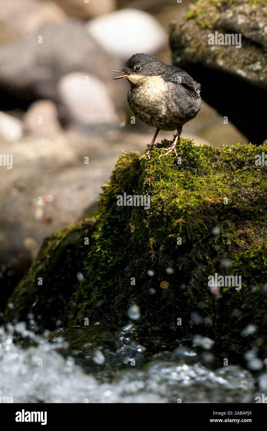 Bilanciere (Cinclus cinclus), neonata chiamando per i suoi genitori mentre appollaiato sulla roccia sulle rive del Fiume Ure in Hackfall boschi sul bordo orientale Foto Stock