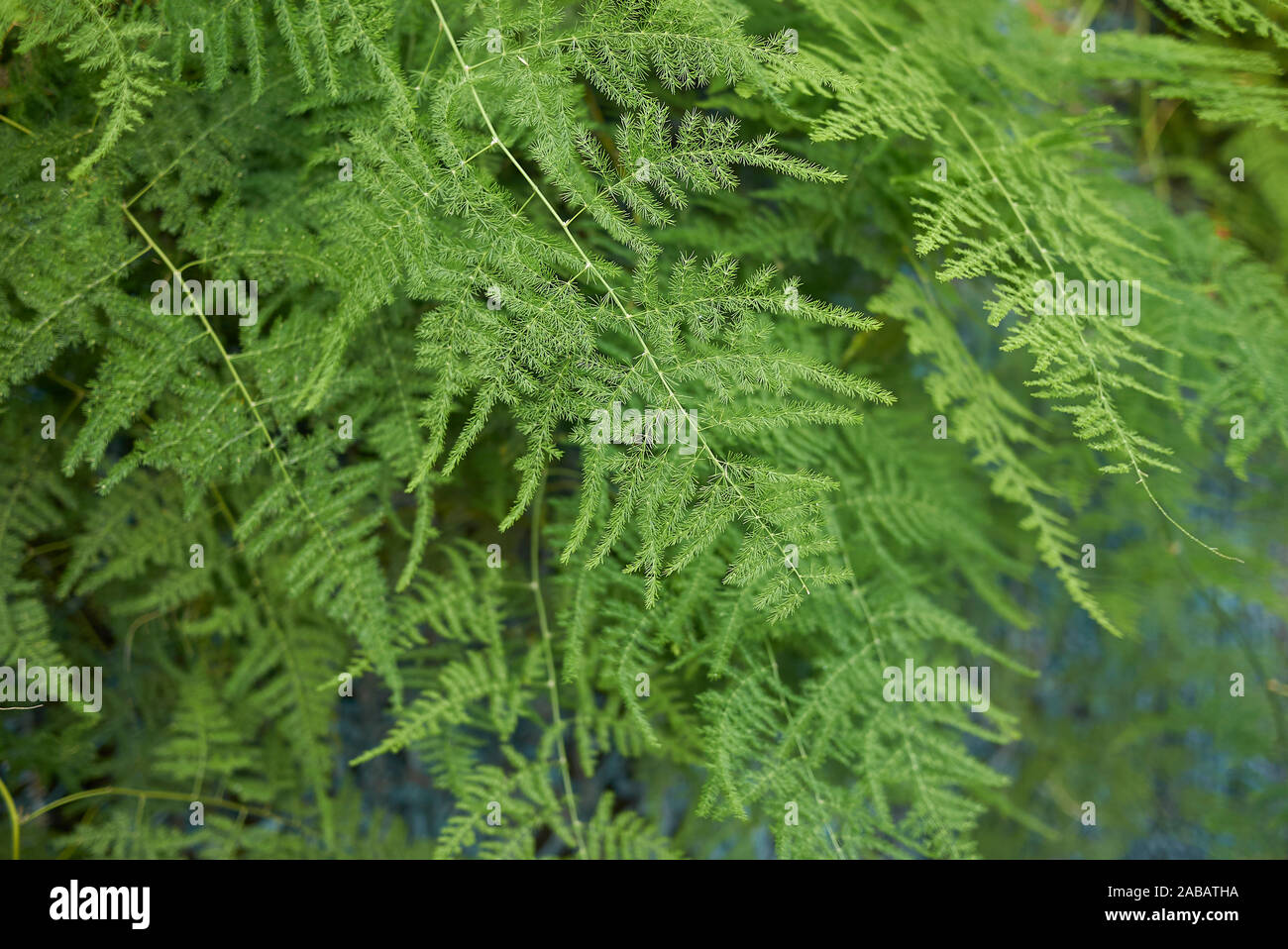 Fresco verde il fogliame di Asparagus setaceus pianta Foto Stock