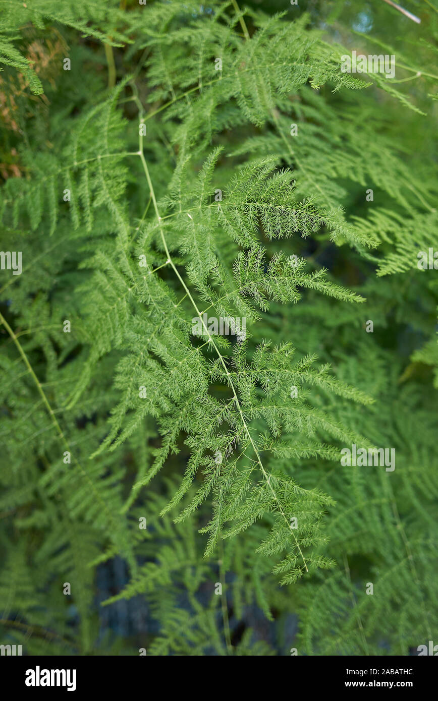 Fresco verde il fogliame di Asparagus setaceus pianta Foto Stock