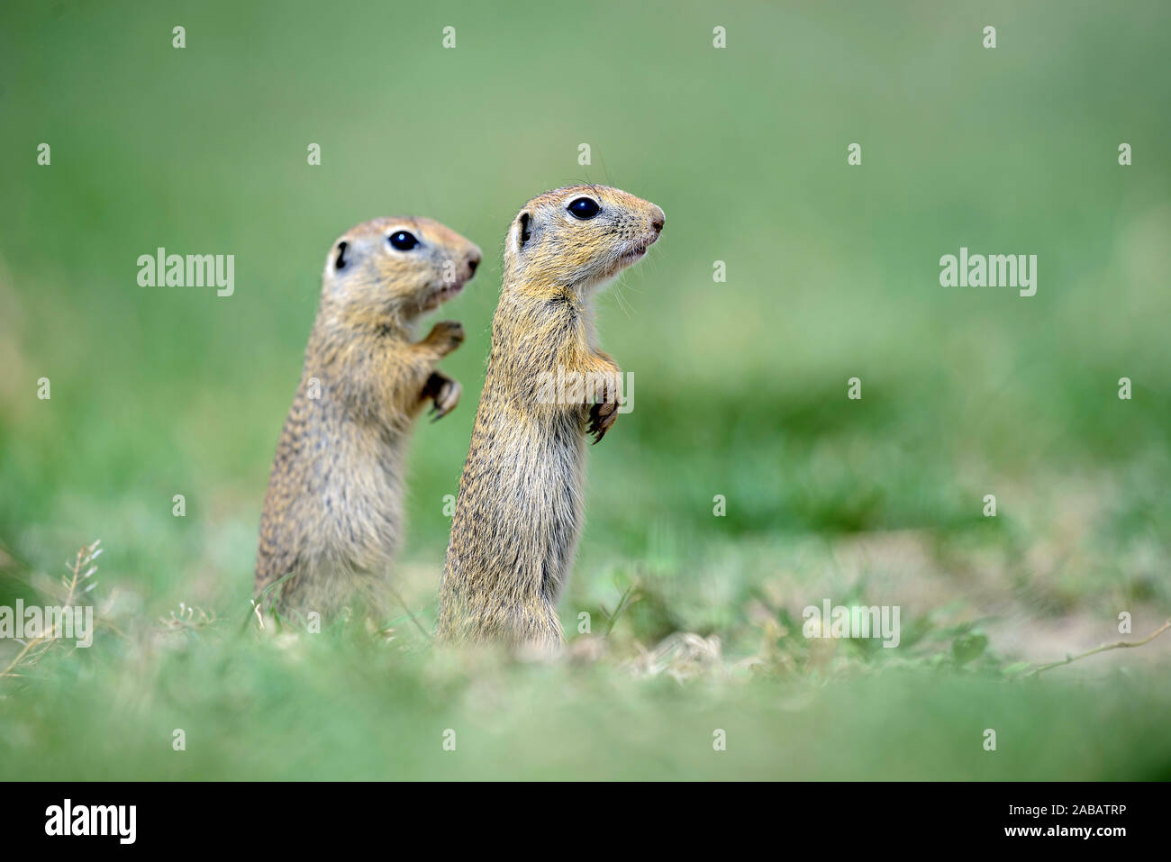 Zwei junge Ziesel machen Männchen Foto Stock