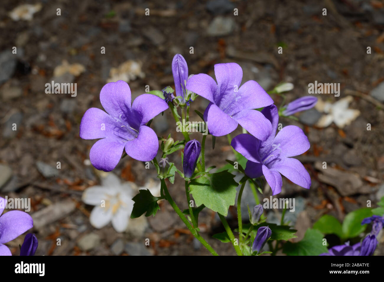 Portenschlagiana Campanula (Campanula dalmata) è nativo per le montagne di Dalmata di Croazia dove essa cresce sulle scogliere. Foto Stock