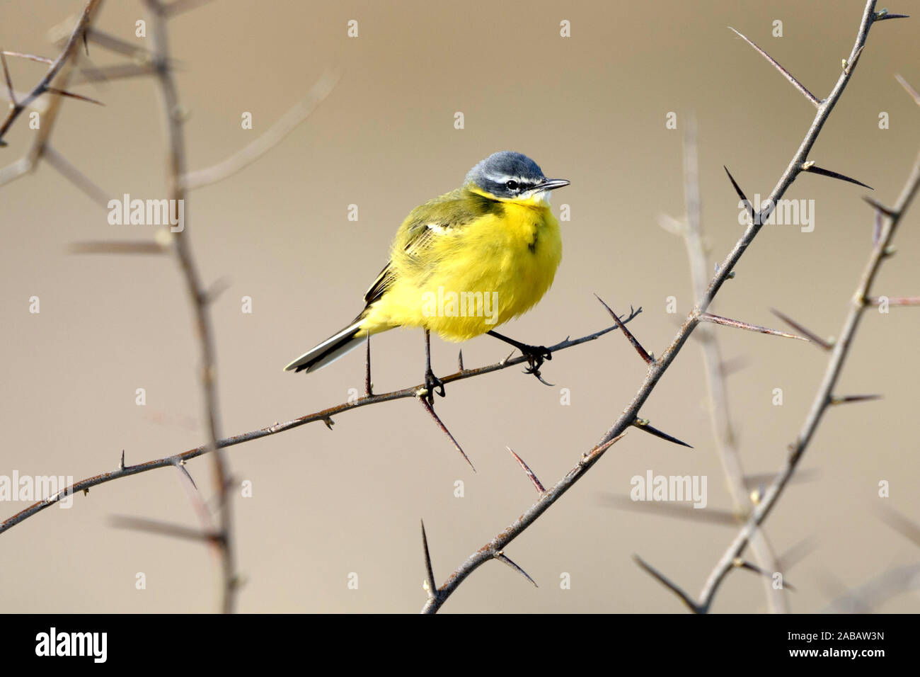 Schafstelze sitzt in einem Dornbusch, Schafstelze, Motacilla flava, Foto Stock