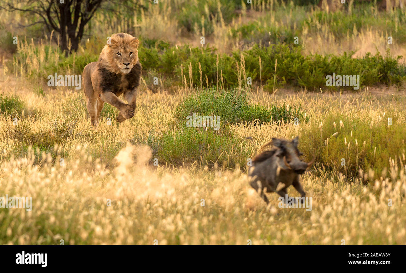 Löwe jagt Wildschwein, Panthera leo, Suedafrika Foto Stock