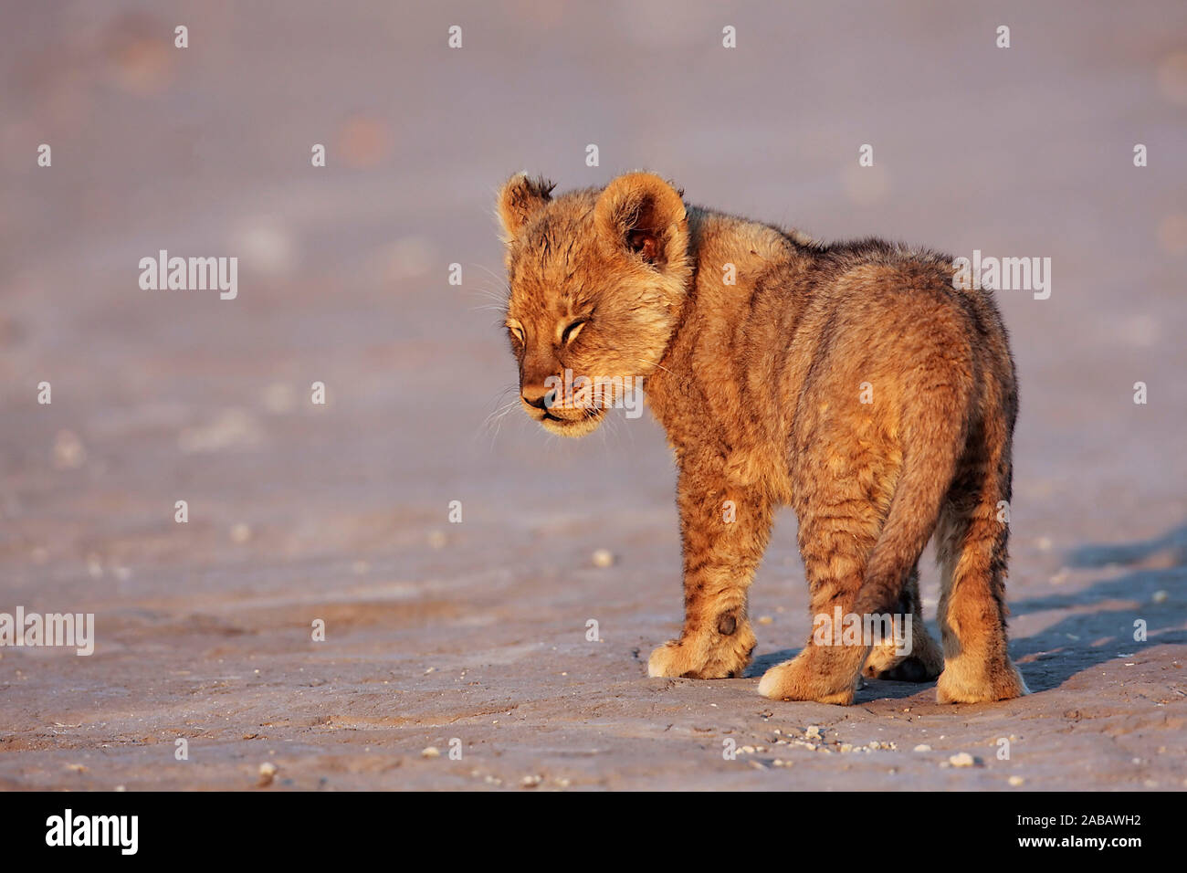 Junger Löwe, Löwenbaby, Tierkinder, Afrika, Botswana, Foto Stock