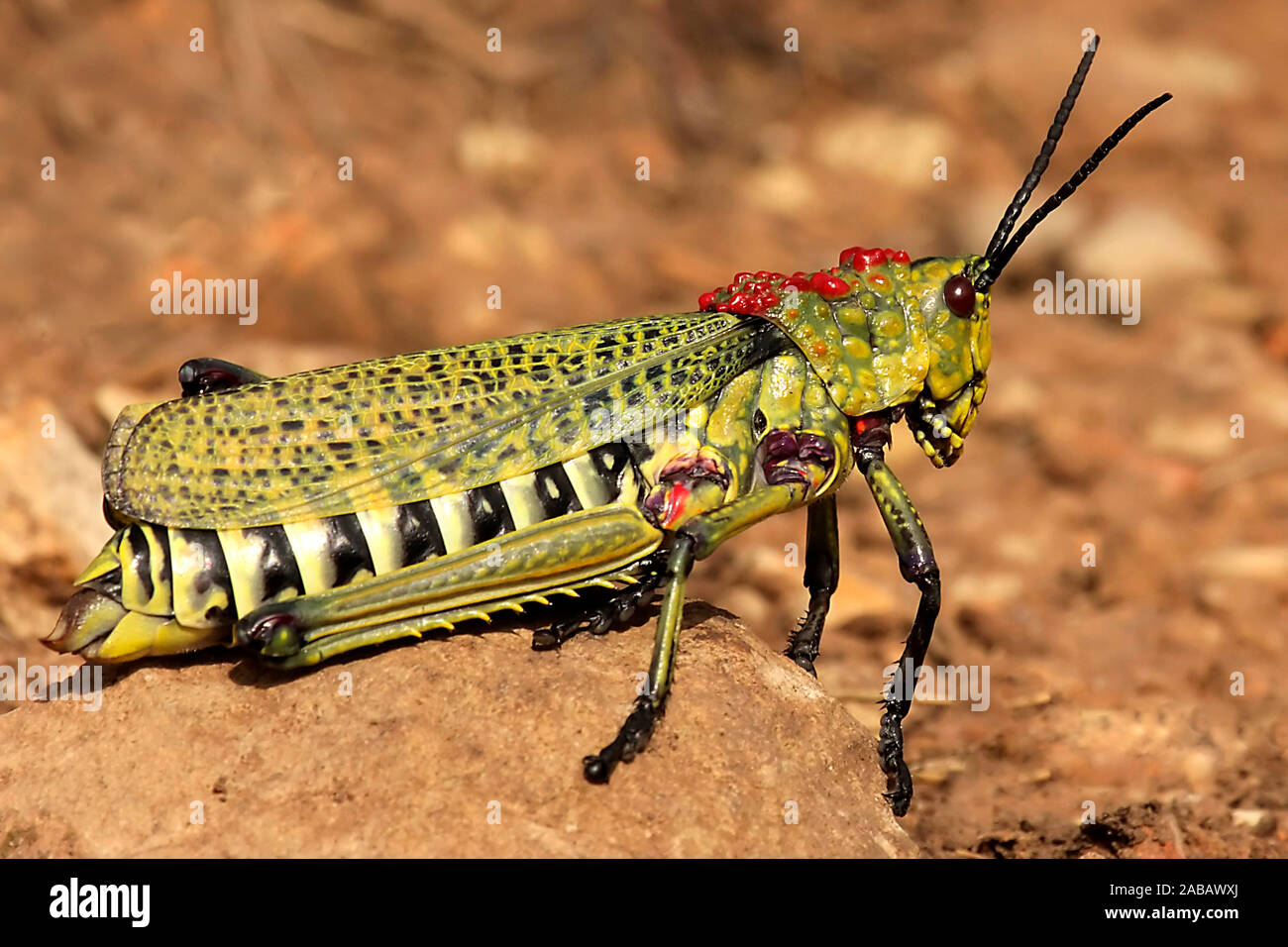 Heuschrecke Foto Stock