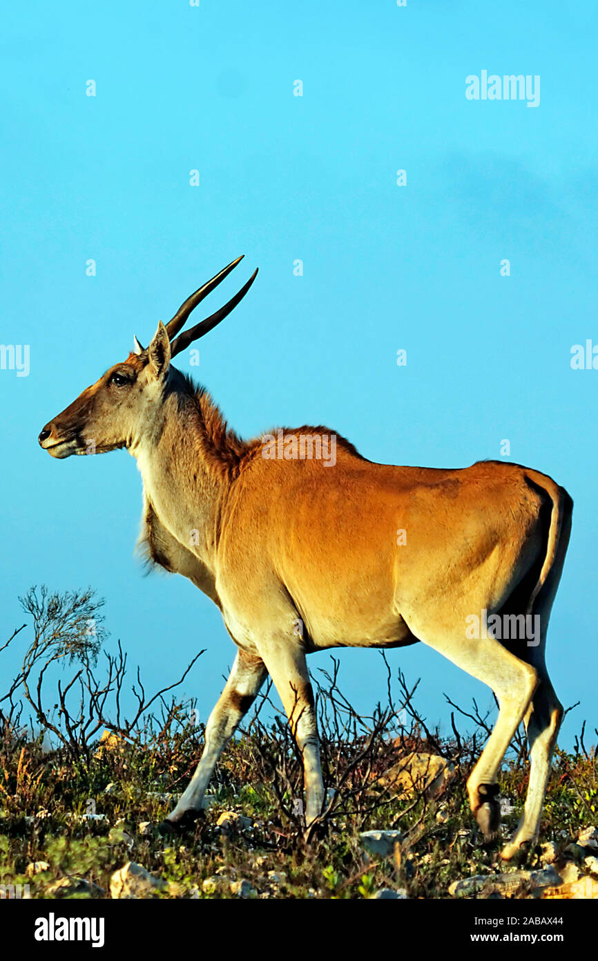 Elanantelope - Suedafrika Foto Stock