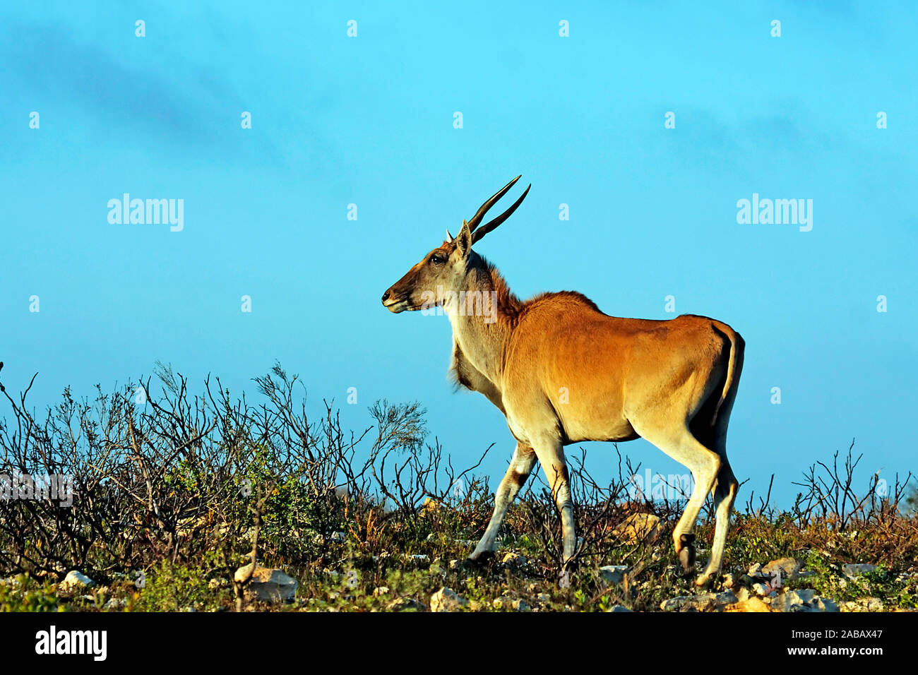 Elanantelope - Suedafrika Foto Stock