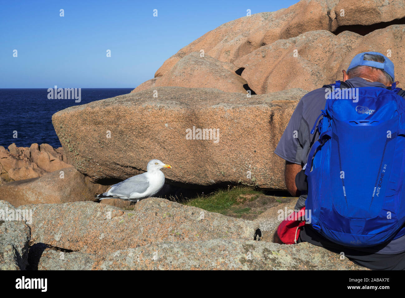Aringa europea gabbiano (Larus argentatus) in attesa di cibo da turistico seduto sulla roccia lungo la costa, Côtes-d'Armor Bretagna, Francia Foto Stock