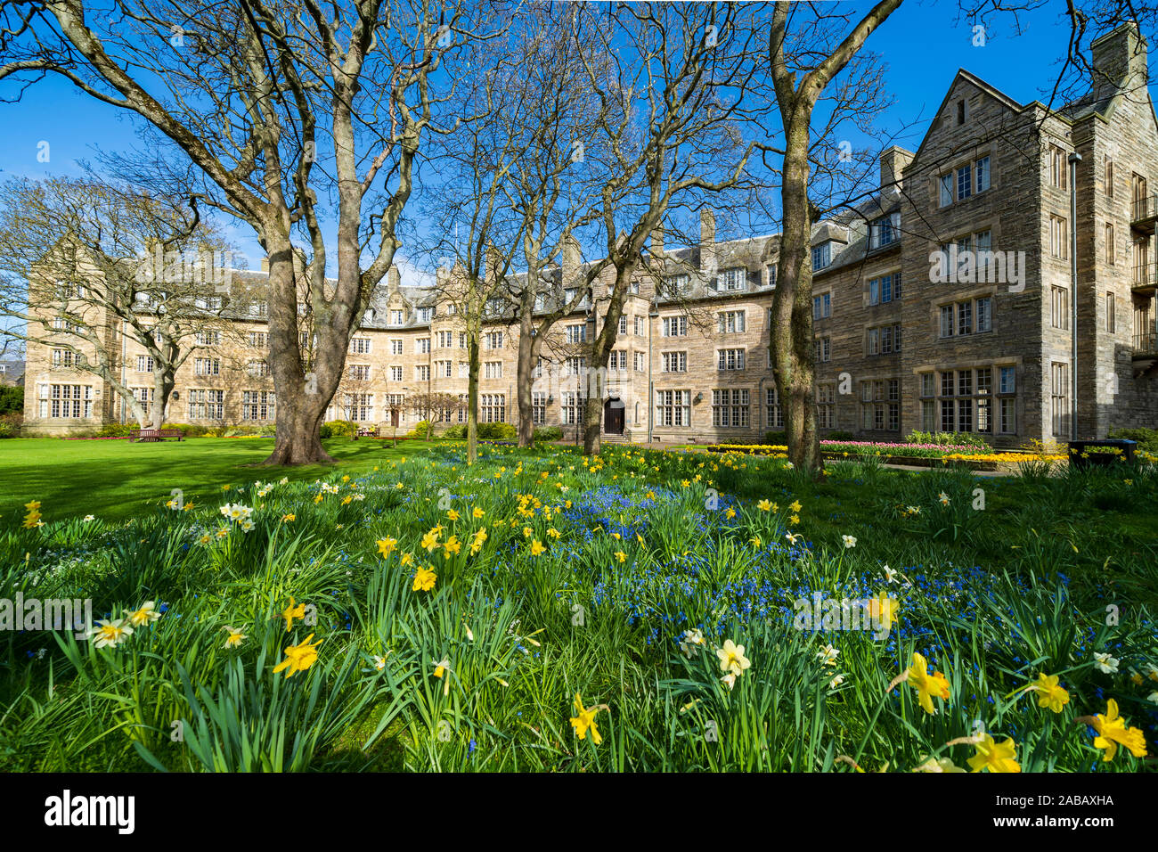 La molla Giunchiglie in giardino a San Salvator's Hall di residenza , alloggi per studenti, a St Andrews University, Fife, Scozia, Regno Unito Foto Stock